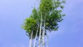 Tall green bamboo trees against a natural blue sky with white clouds in the forest park Royalty Free Stock Photo