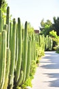 Tall green cacti lining a sunny pathway in a desert landscape Royalty Free Stock Photo