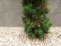 Tall green cypress shrub in garden