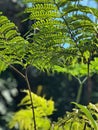 Tall fern leaves