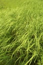 Tall green grass Royalty Free Stock Photo