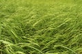 Tall green grass Royalty Free Stock Photo