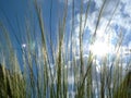 Tall green grass against blue sky with dynamic bright white backlit clouds