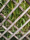 Tall green grass behind a wooden old diamond-shaped fence background Royalty Free Stock Photo