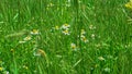 Tall green grass with blooming daisyes Royalty Free Stock Photo