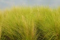 Tall green grass field Royalty Free Stock Photo