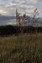 Tall green grass in the field. Summer spring meadow landscape on a cloudly day. Nature eco friendly photo. Wallpaper with the blue Royalty Free Stock Photo