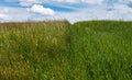 Tall green grass and flower in field and meadow Royalty Free Stock Photo