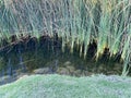 Tall Green Grass Growing Out Of A Shallow Koi Pond With Blue Sky Reflections And Rocks Along A Green Grass Shore Area Showing Dry