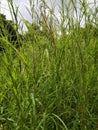 Tall green grass growing in rainy season, monsoon, India