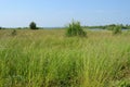 Tall green grass in the meadow against the backdrop of trees and sky at sunrise. Summer meadow landscape on a sunny day. Eco- Royalty Free Stock Photo