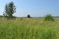 Tall green grass in the meadow against the backdrop of trees and sky at sunrise. Summer meadow landscape on a sunny day. Eco- Royalty Free Stock Photo