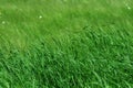 Tall green grass in pasture