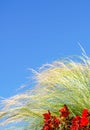 Tall green grass and red flowers against a blue sky Royalty Free Stock Photo