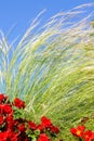 Tall green grass and red flowers against a blue sky Royalty Free Stock Photo