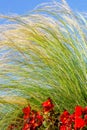 Tall green grass and red flowers against a blue sky Royalty Free Stock Photo