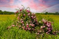 Tall green grass with roadside wildflowers pink white and red in front of a rural country barbed wire fence with sunset sky beyond