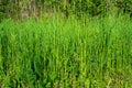 Tall green grass on a sunny day Royalty Free Stock Photo