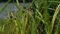 tall green grass swaying from a strong wind,