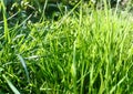 In the tall green grass Royalty Free Stock Photo