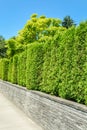 Tall green hedge on concrete terrace with blue sky background