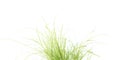 Tall green leaves of grass Royalty Free Stock Photo