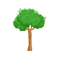 Tall Green Lime Tree Natural Landscape Design Element, Part Of Scenery In Nature Landscaping Constructor