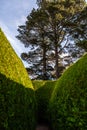 Tall green maze and even taller trees.