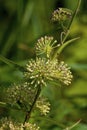 Tall Green Milkweed 806012