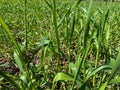 Tall green natural grass with tall stems of weeds Royalty Free Stock Photo