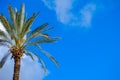 Tall green palm tree over blue sky. Summer time. Royalty Free Stock Photo