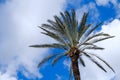 Tall green palm trees over blue sunny sky with big couds.