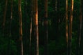 Tall green pines with bright orange red bark in evergreen coniferous forest at sunset. Dark wood. Rays of the sun on tree trunks Royalty Free Stock Photo