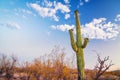 Tall green saguaro cactus in Arizona desert near Tucson with puffy white clouds Royalty Free Stock Photo