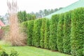 Tall green thuja hedge. High hedge of evergreen arborvitae thuja near of a green turf law and Cortaderia selloana is a nice Royalty Free Stock Photo