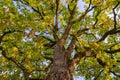 Tall Green Tree in autumn Royalty Free Stock Photo