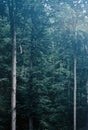 Tall green trees in a foggy gloomy forest.