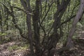 Tall, green trees in the park - a perfect place to relax