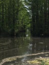 Dry Pond, Swamp, Wilmington, North Carolina, USA Royalty Free Stock Photo