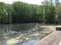 Dry Pond, Swamp, Wilmington, North Carolina, USA Royalty Free Stock Photo