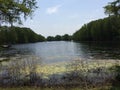 Dry Pond, Wilmington, North Carolina, USA Royalty Free Stock Photo