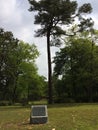 Tall green trees, Wilmington, Dry Pond, North Carolina, USA Royalty Free Stock Photo