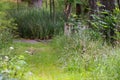 tall wild grass with a narrow trail through it