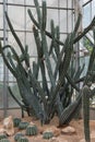 Tall group cactus