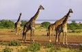 Giraffe Herd in Serengeti National Park Royalty Free Stock Photo