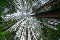 Tall gum trees rising skyward from forest floor