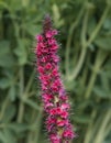 Ruby Red Echium Russicum Flowers