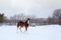 Tall handsome chestnut Clydesdale horse with sabino markings seen mid-step walking in a snowy field