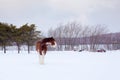 Tall handsome chestnut Clydesdale horse with sabino markings standing in field covered in fresh snow Royalty Free Stock Photo