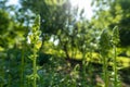 Tall healthy snapdragons with flower buds, ready to bloom. Antirrhinum dragon flower. Ornamental garden flower bed.